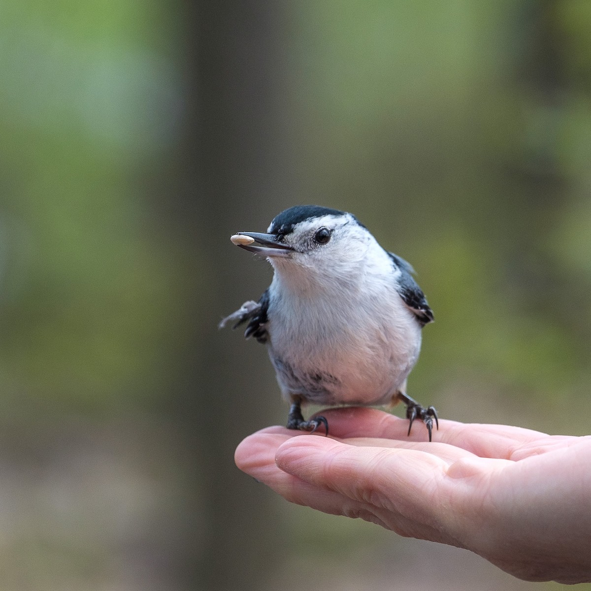 White-breasted Nuthatch - ML618391159