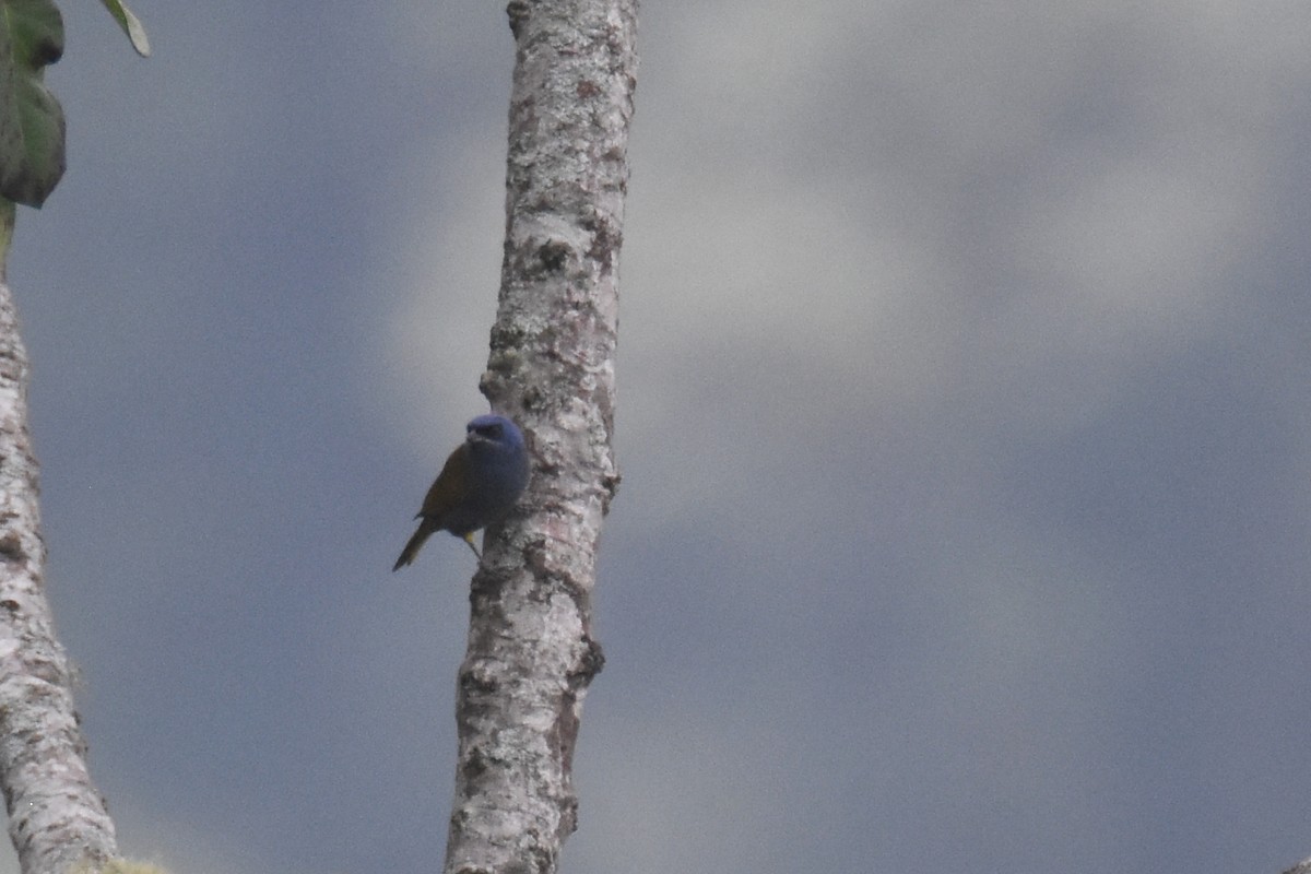 Blue-capped Tanager - ML618391189