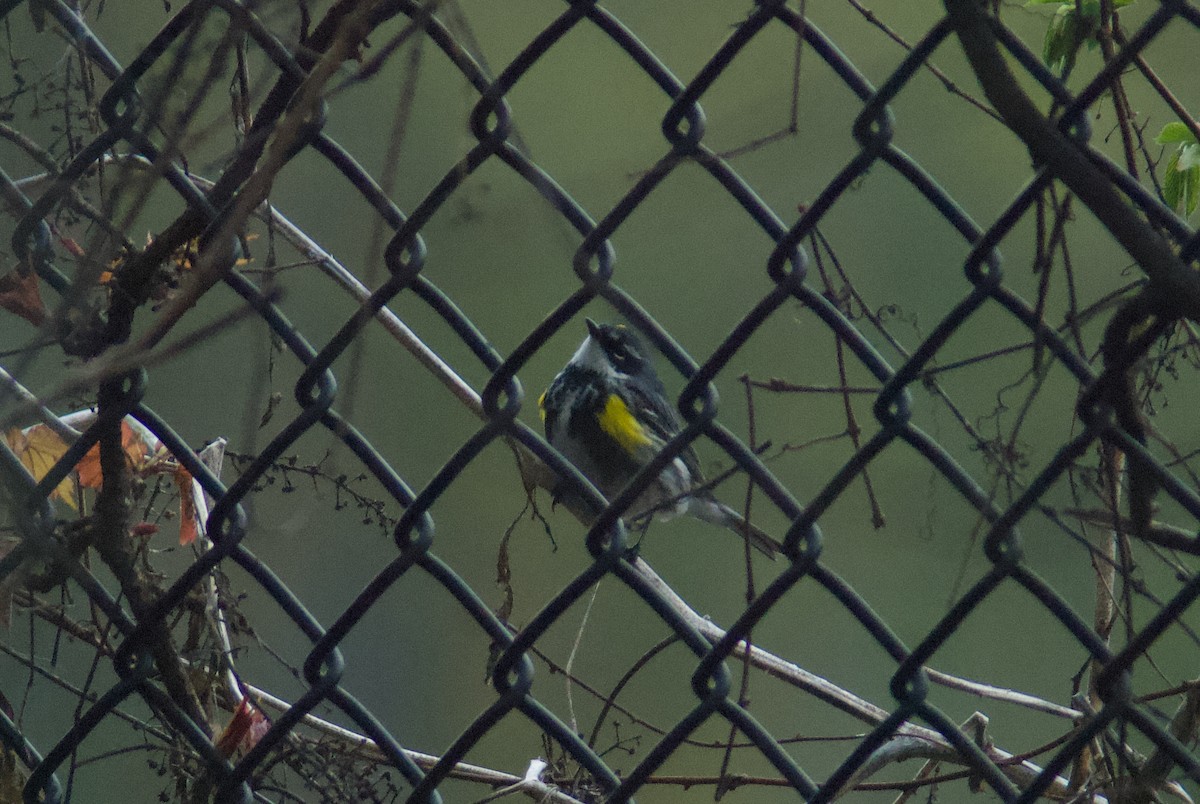 Yellow-rumped Warbler - ML618391211