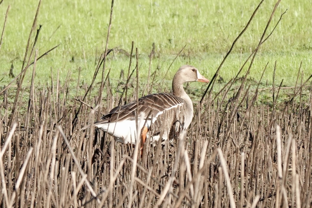 Greater White-fronted Goose - ML618391228
