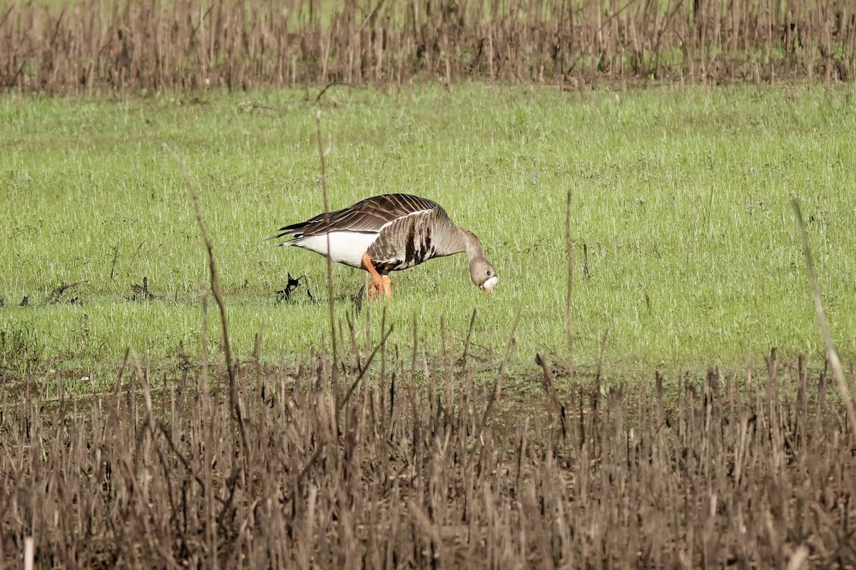 Greater White-fronted Goose - ML618391229