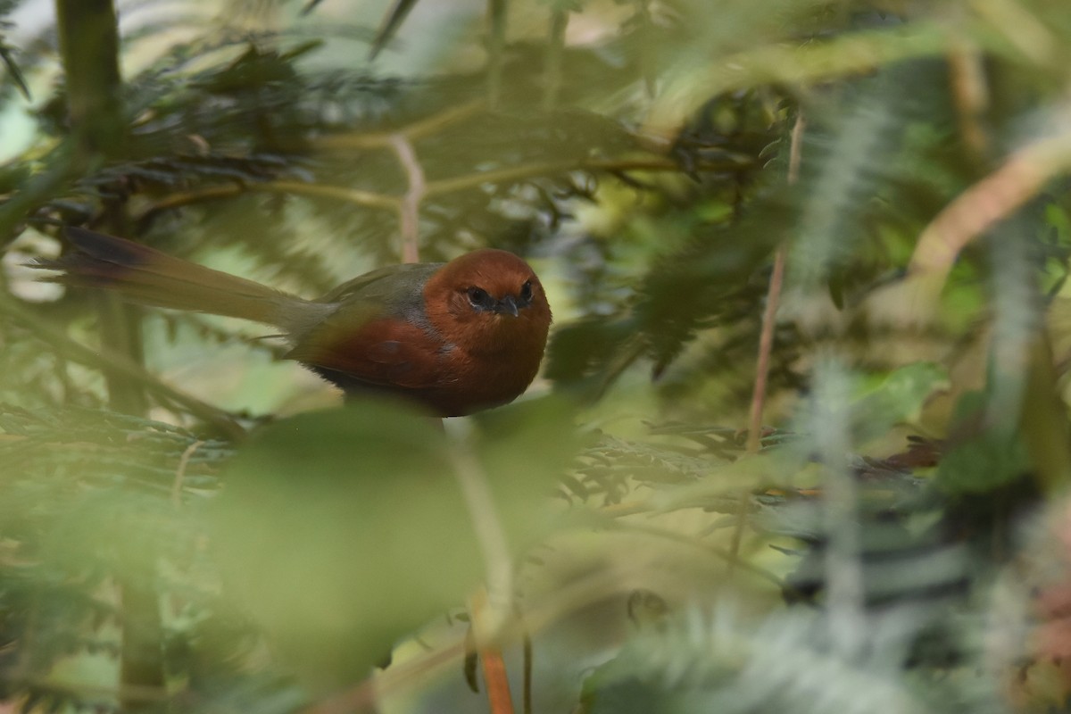 Rusty-headed Spinetail - ML618391237