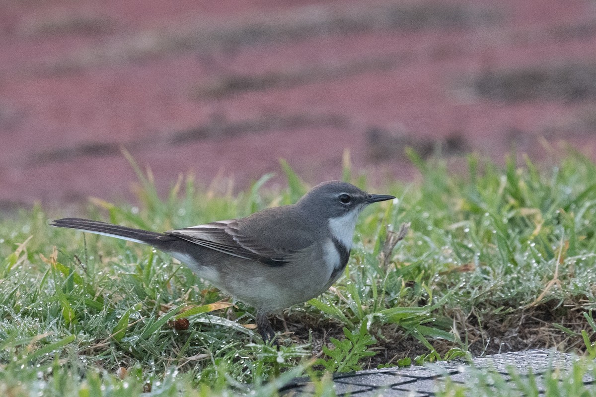 Cape Wagtail - ML618391240