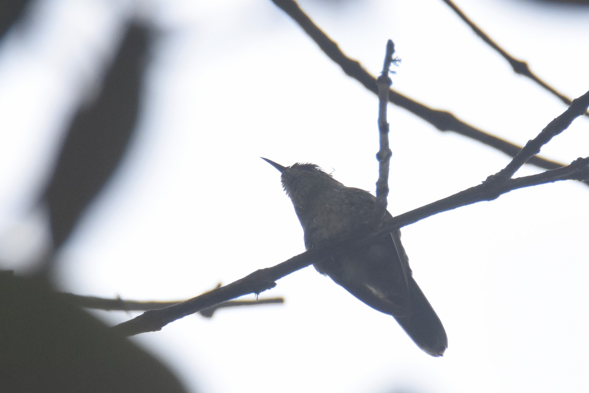 hummingbird sp. - ML618391257