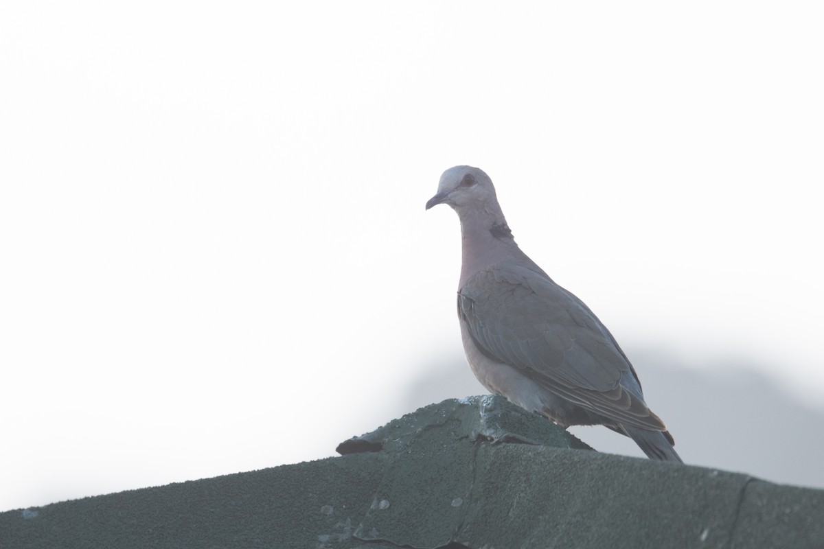 Red-eyed Dove - ML618391274