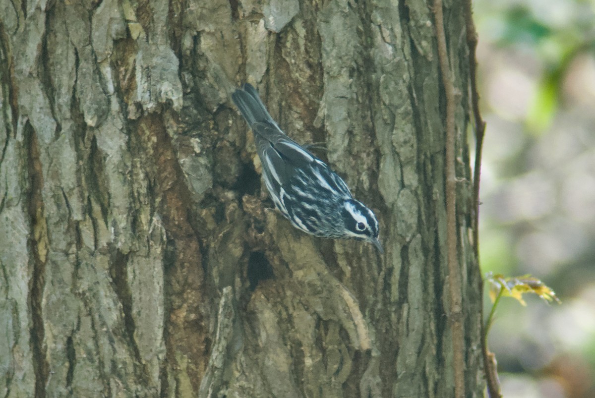 Black-and-white Warbler - ML618391275