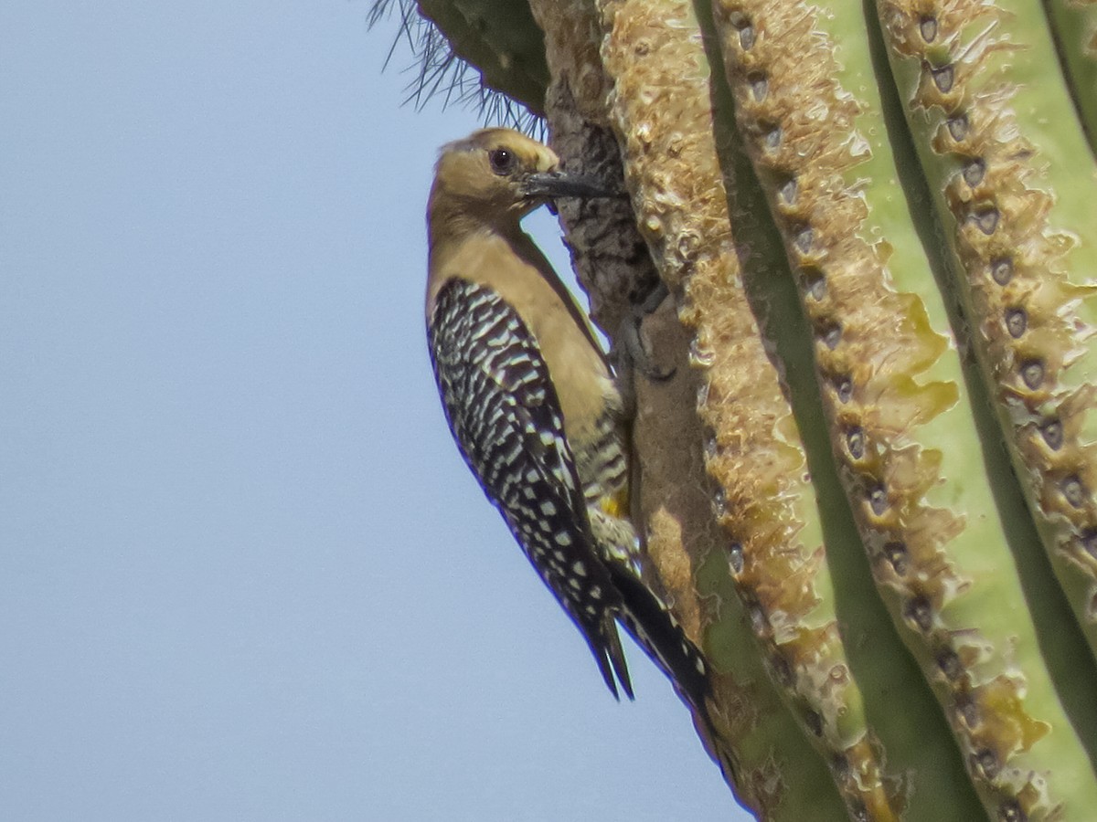 Gila Woodpecker - ML618391297