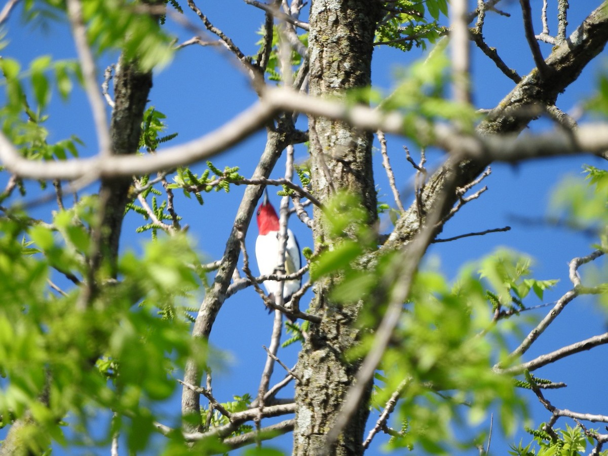Red-headed Woodpecker - Aaron Locke