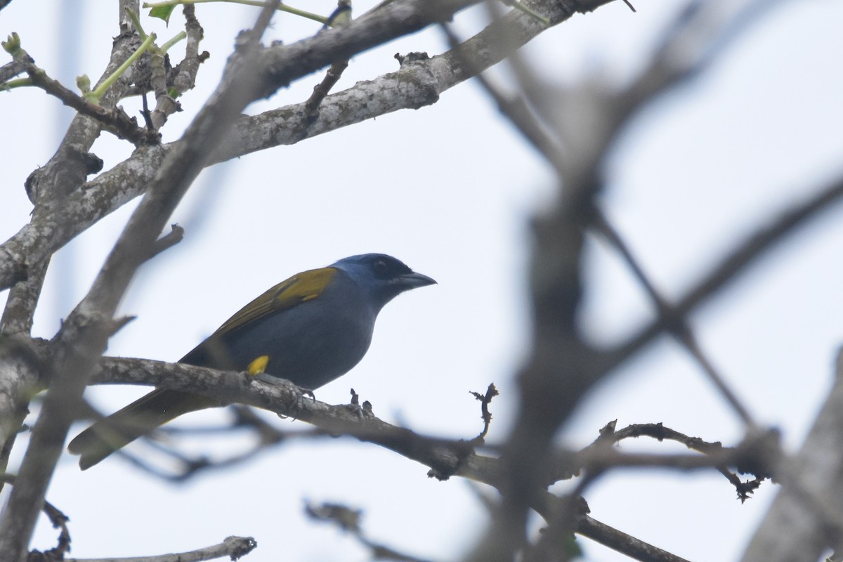 Blue-capped Tanager - ML618391318