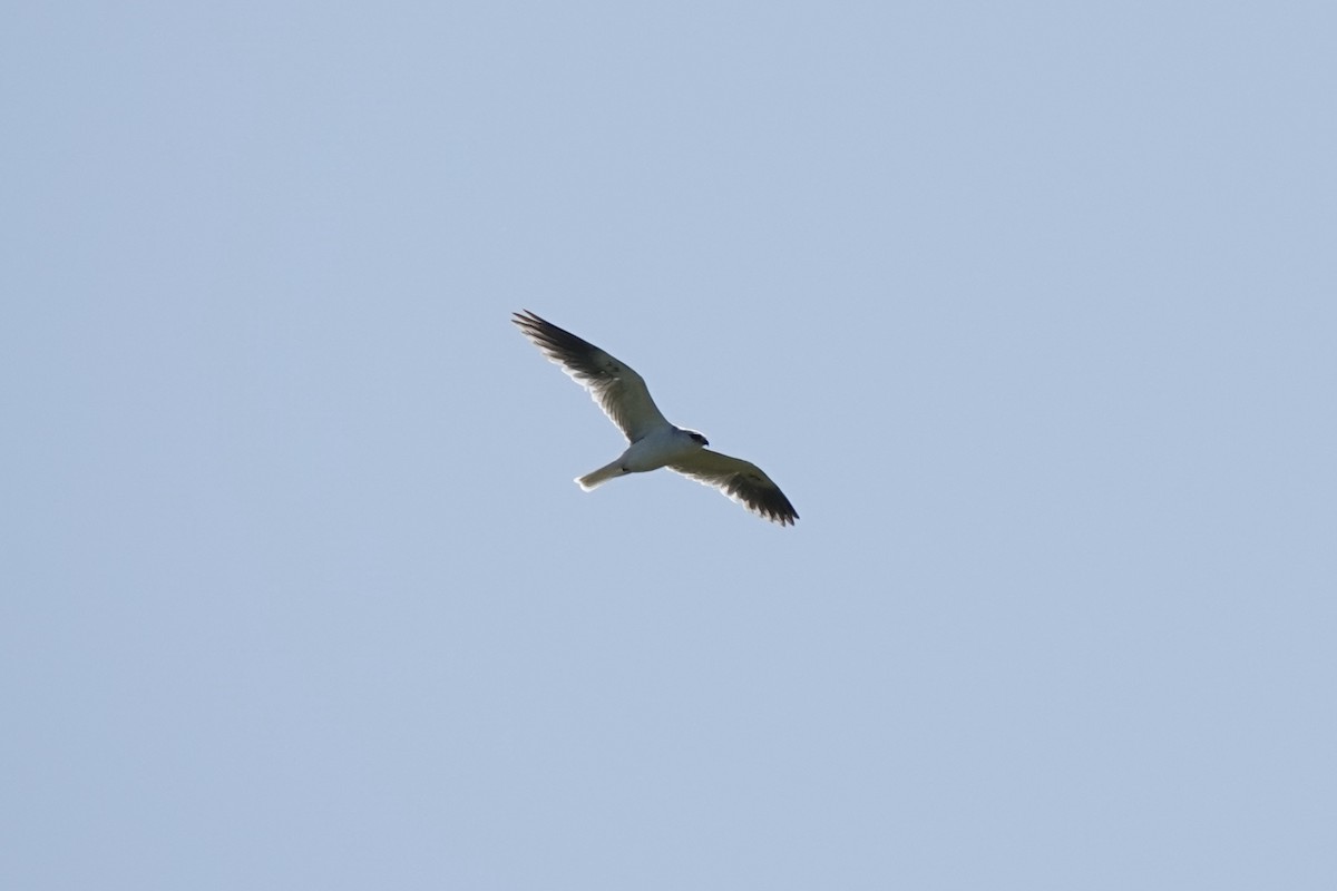 White-tailed Kite - ML618391333