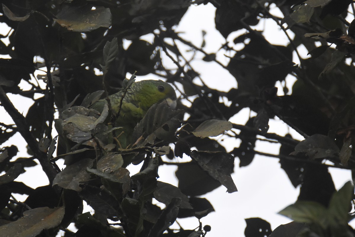 Scaly-naped Parrot - ML618391346