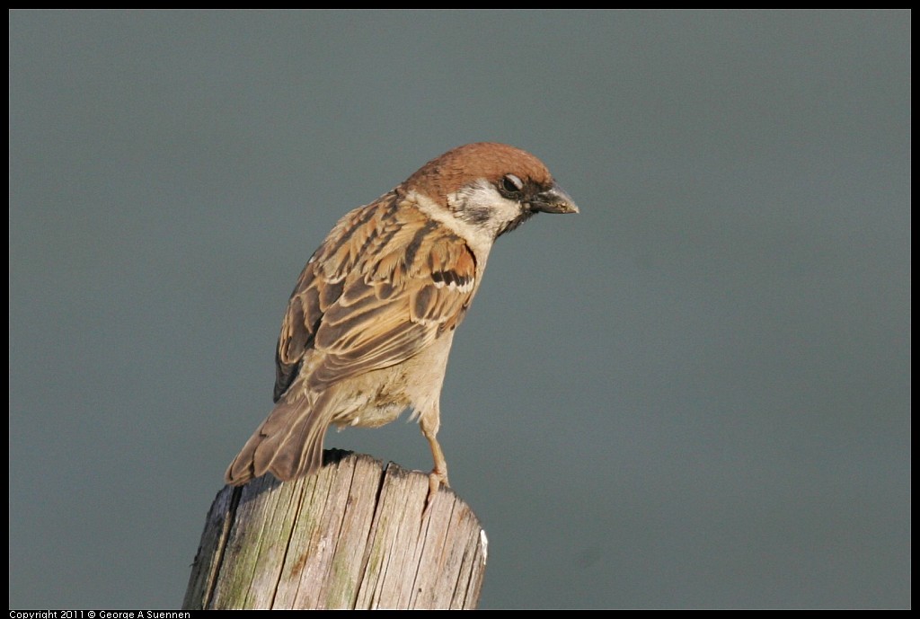 Eurasian Tree Sparrow - George Suennen