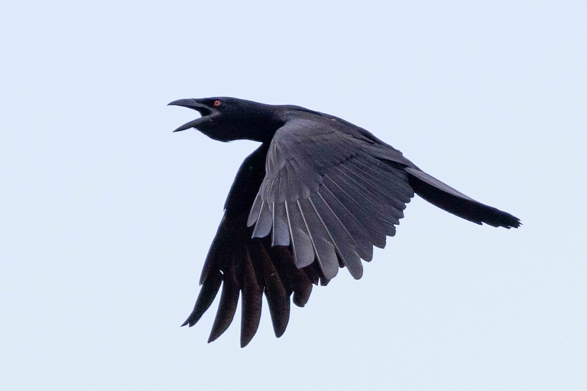 White-necked Crow - ML618391409