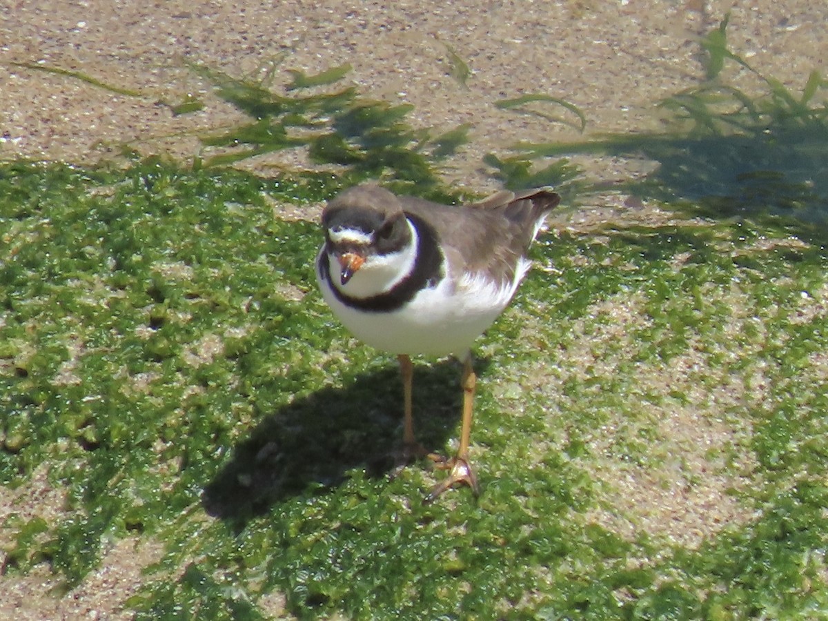 Semipalmated Plover - ML618391417