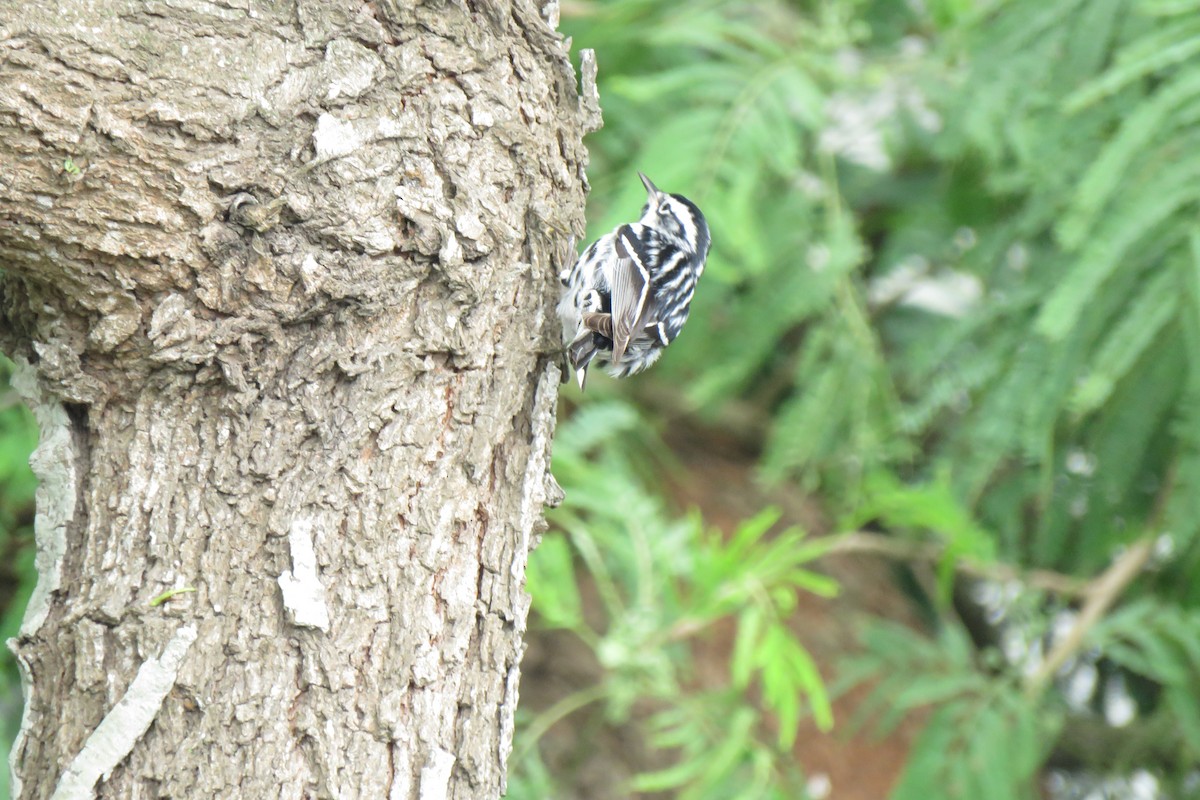 Black-and-white Warbler - ML618391419