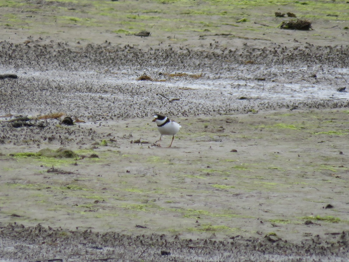 Semipalmated Plover - ML618391431