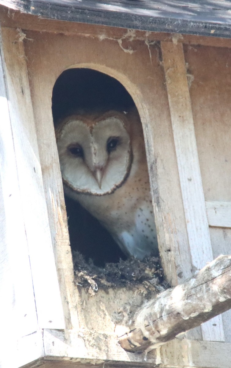 Barn Owl (American) - ML618391432