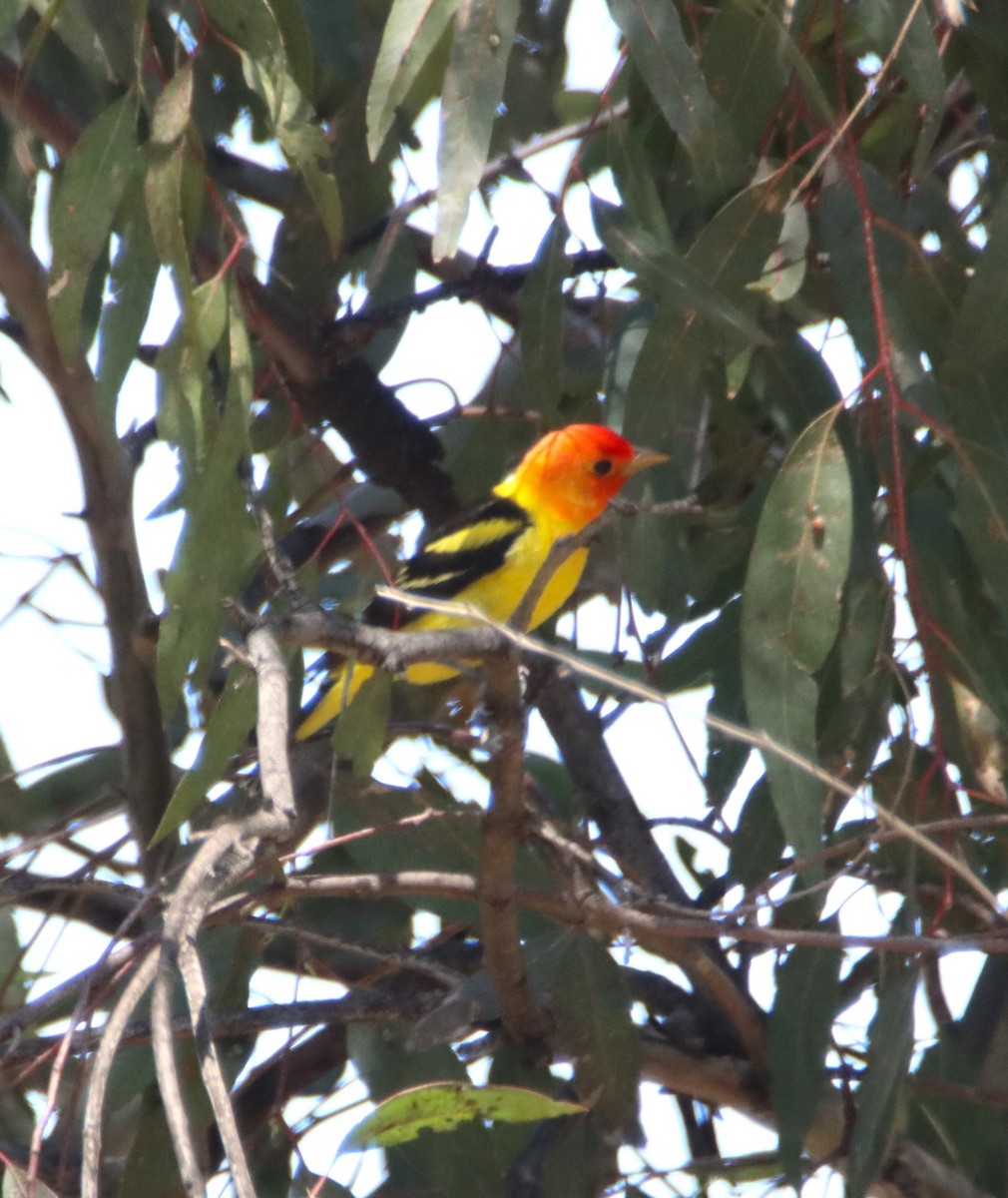 Western Tanager - Butch Carter