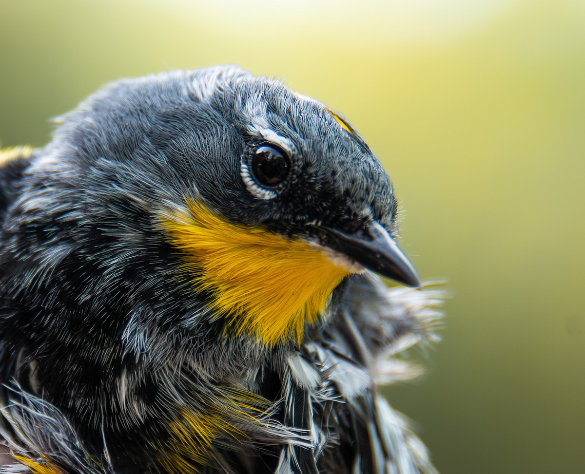 Yellow-rumped Warbler (Audubon's) - ML618391449