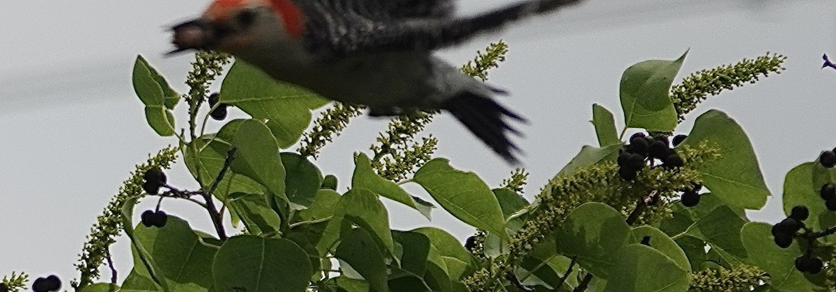 Red-bellied Woodpecker - ML618391455