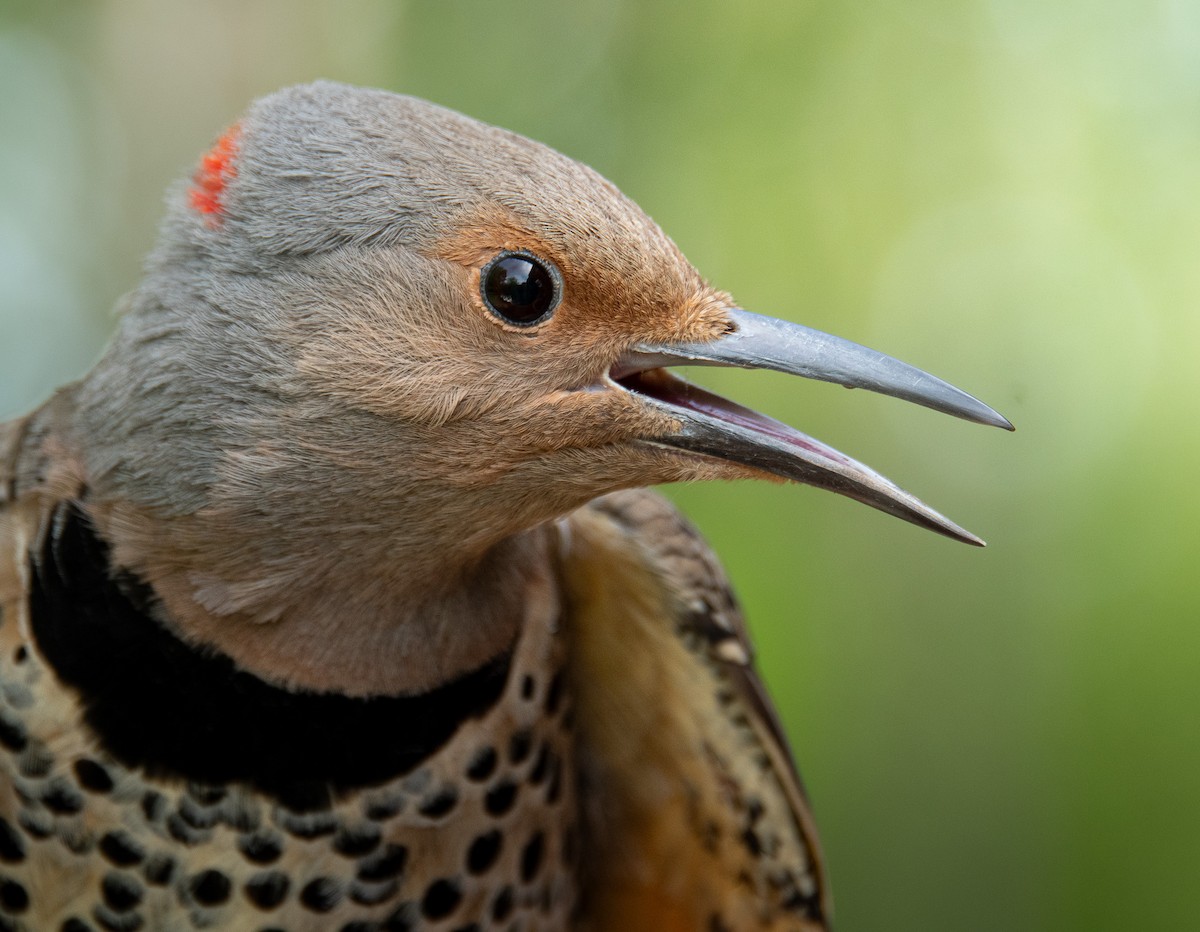 Northern Flicker (Yellow-shafted x Red-shafted) - ML618391490