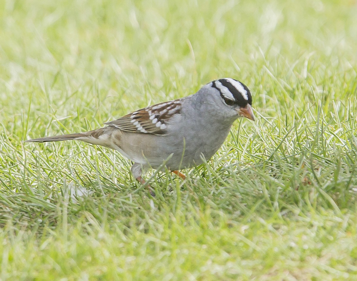 White-crowned Sparrow - Daniel Murphy