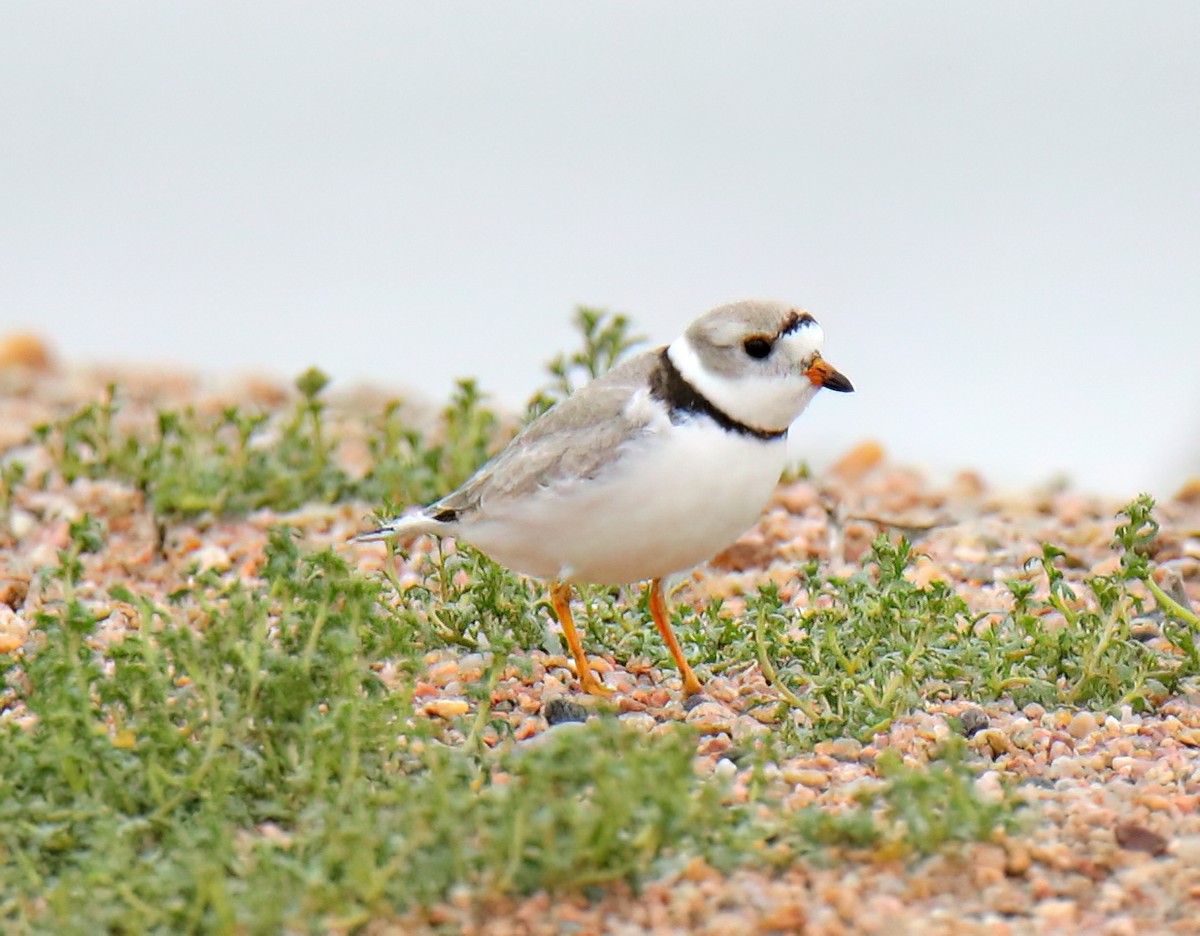 Piping Plover - ML618391493