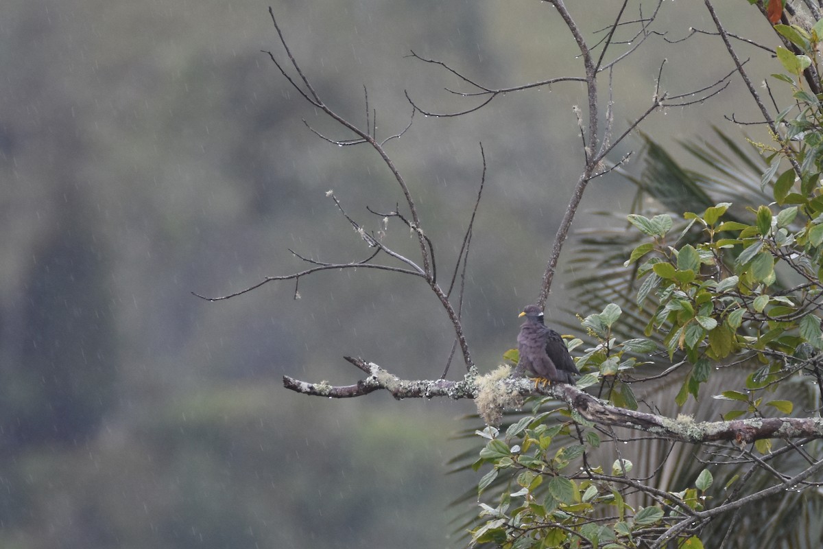 Band-tailed Pigeon (White-necked) - ML618391500