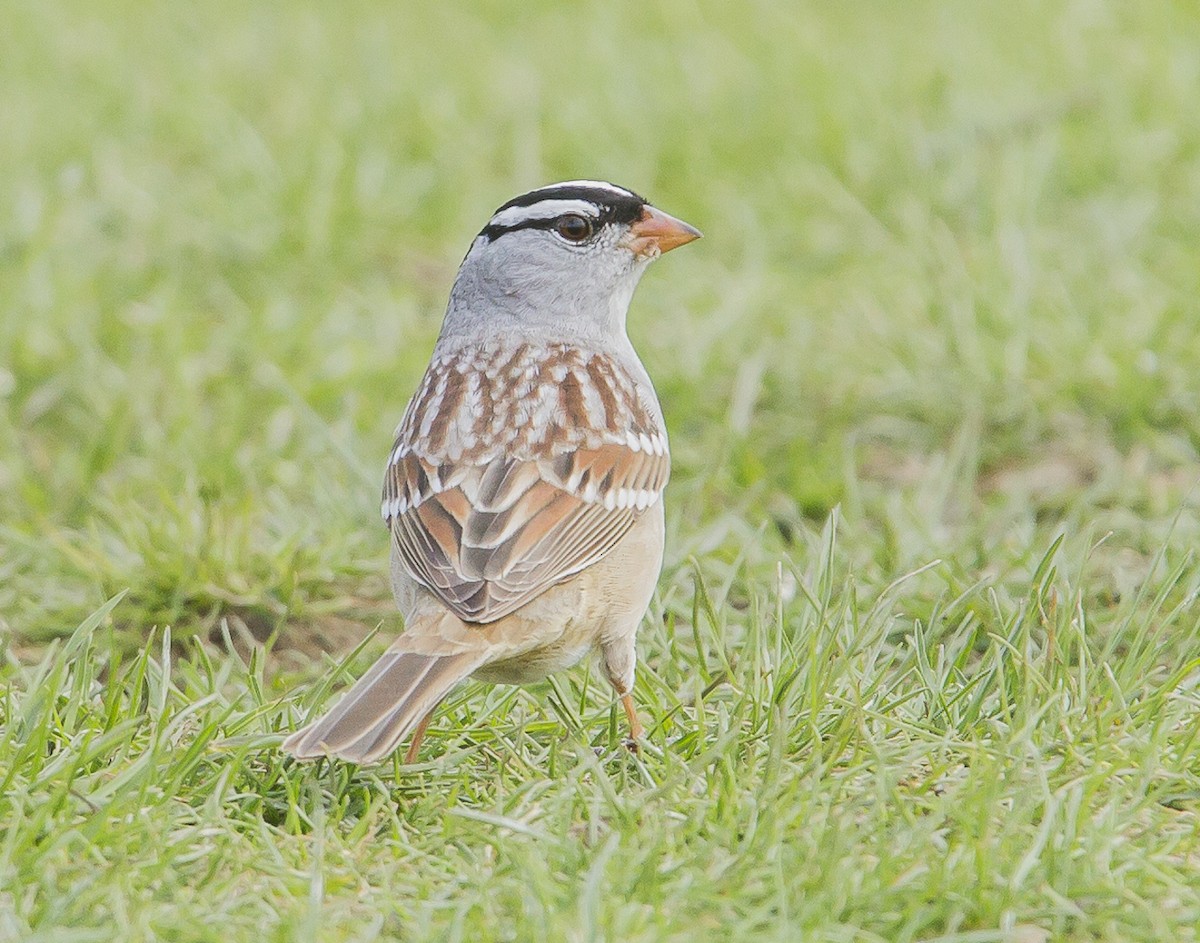 White-crowned Sparrow - ML618391517