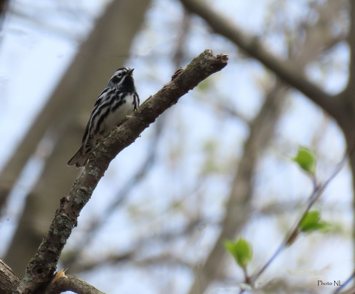 Black-and-white Warbler - ML618391556