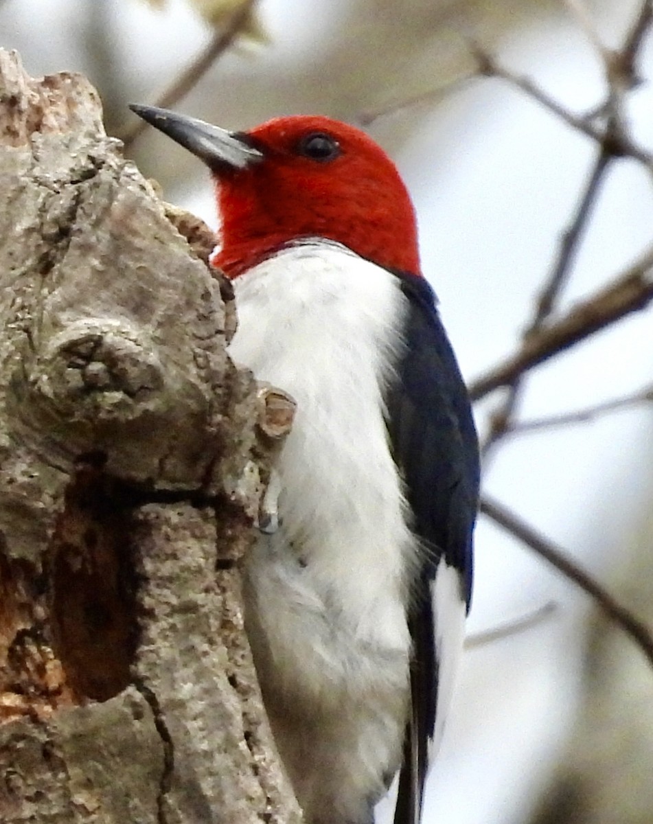 Red-headed Woodpecker - ML618391559