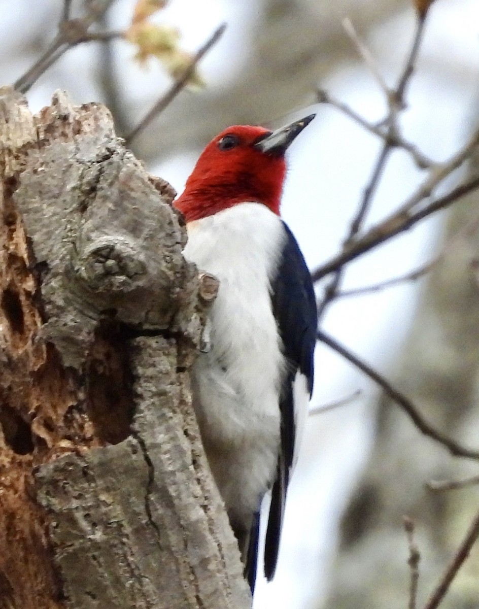 Red-headed Woodpecker - ML618391560