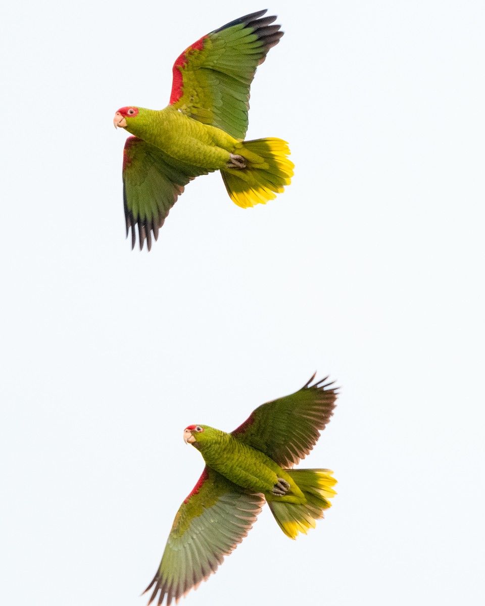 Red-spectacled Parrot - ML618391575