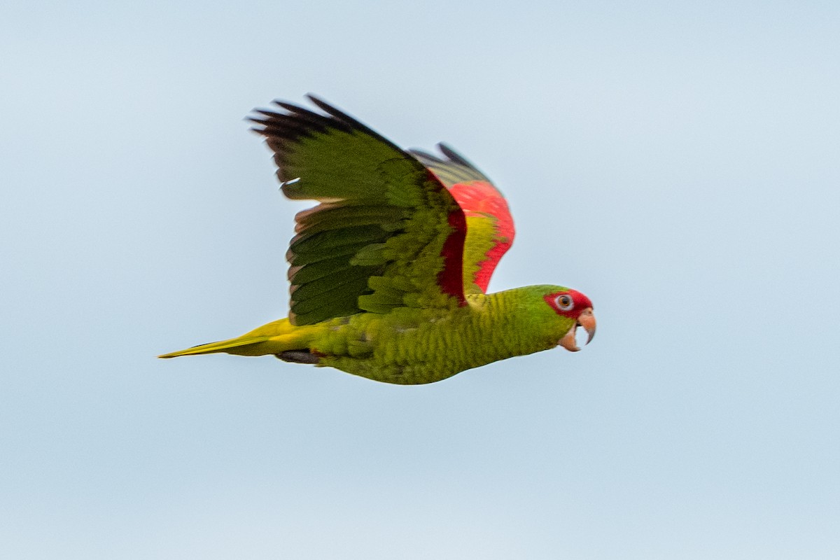 Red-spectacled Parrot - ML618391583