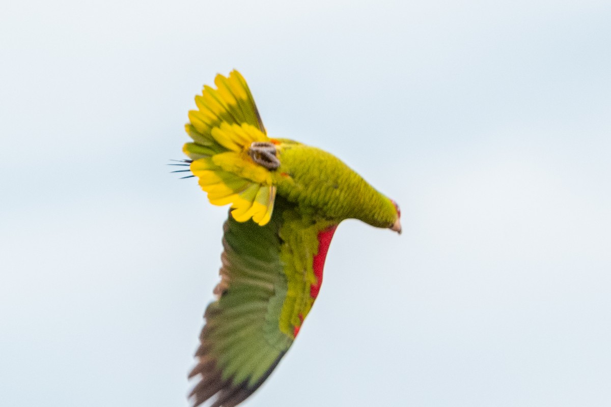 Red-spectacled Parrot - ML618391584