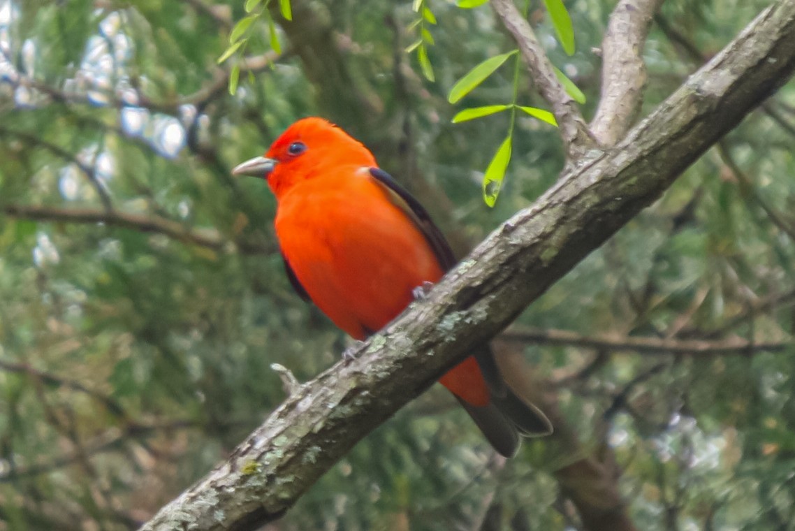 Scarlet Tanager - ML618391601