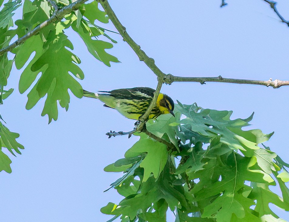 Cape May Warbler - ML618391611