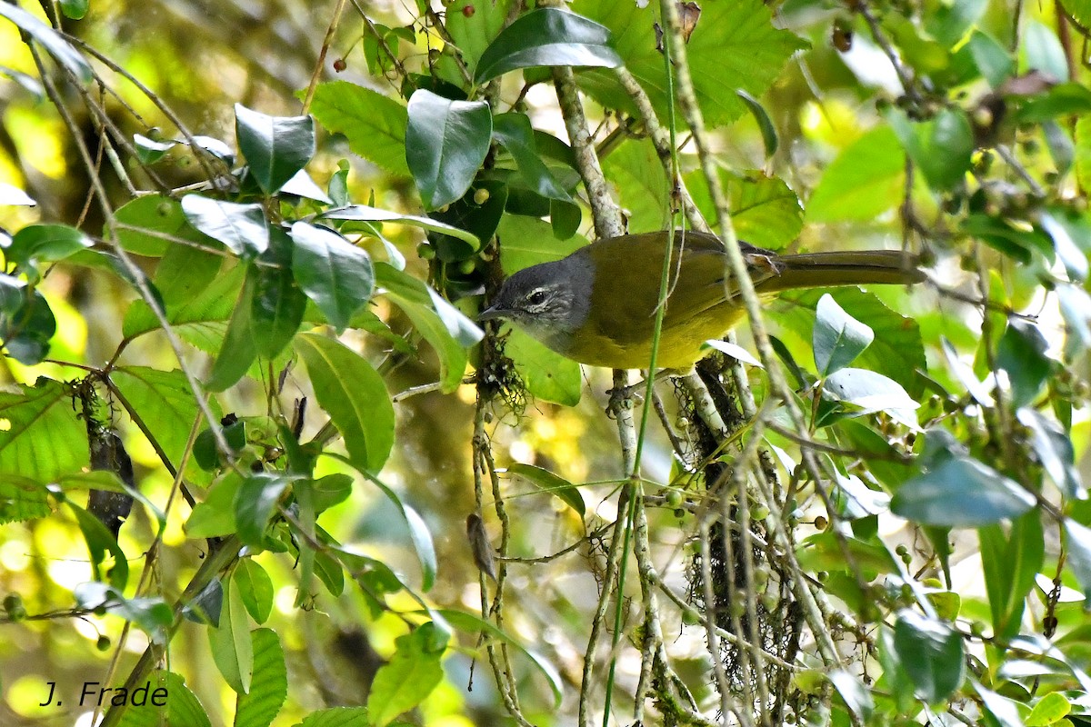 Eastern Mountain Greenbul (Olive-breasted) - José Frade