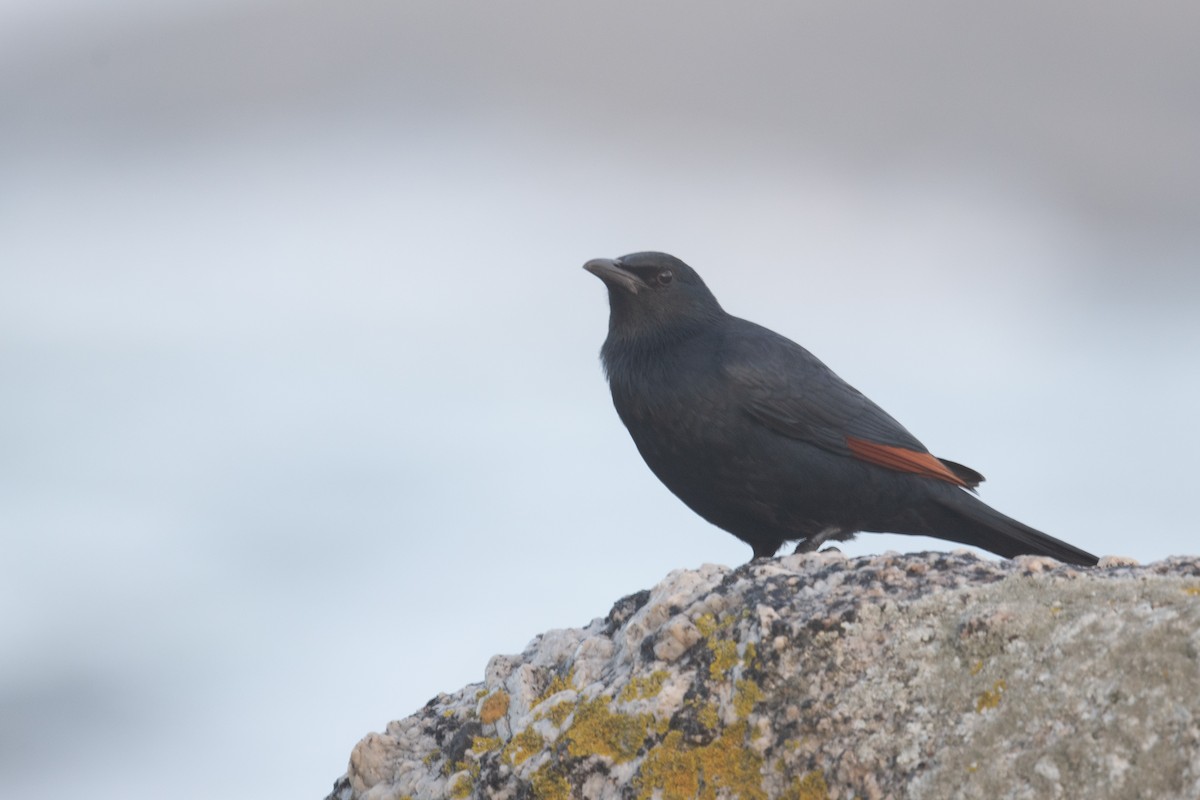 Red-winged Starling - ML618391627
