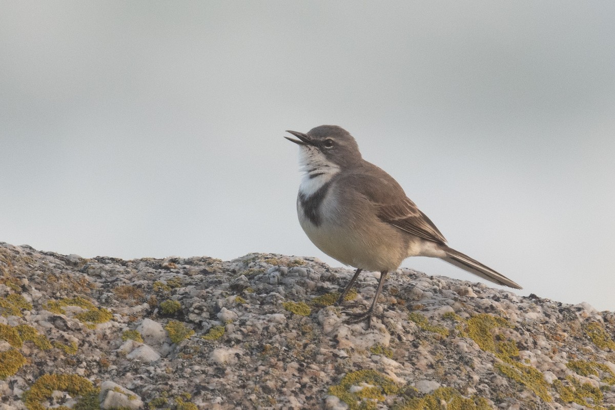 Cape Wagtail - ML618391633