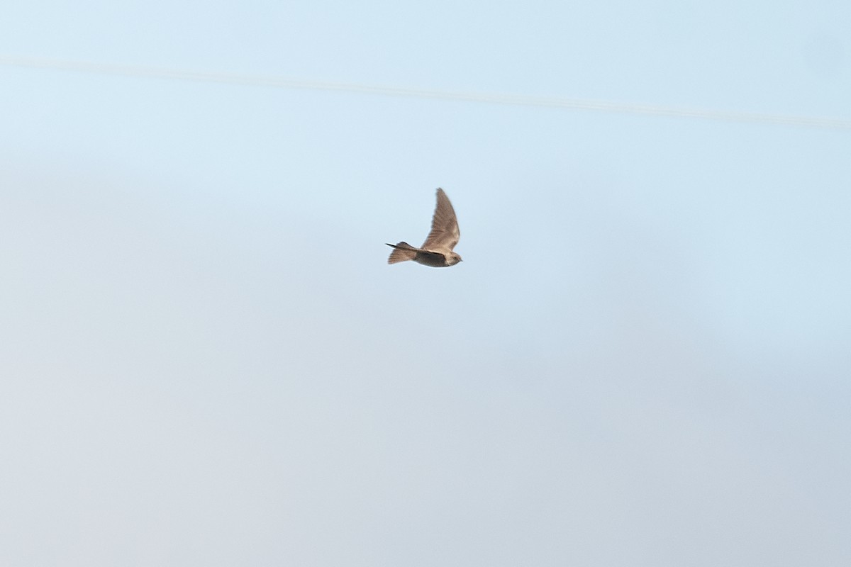 Northern Rough-winged Swallow - Patrice St-Pierre