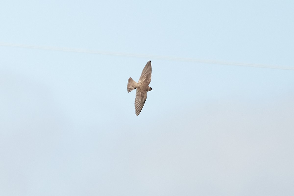 Northern Rough-winged Swallow - ML618391659