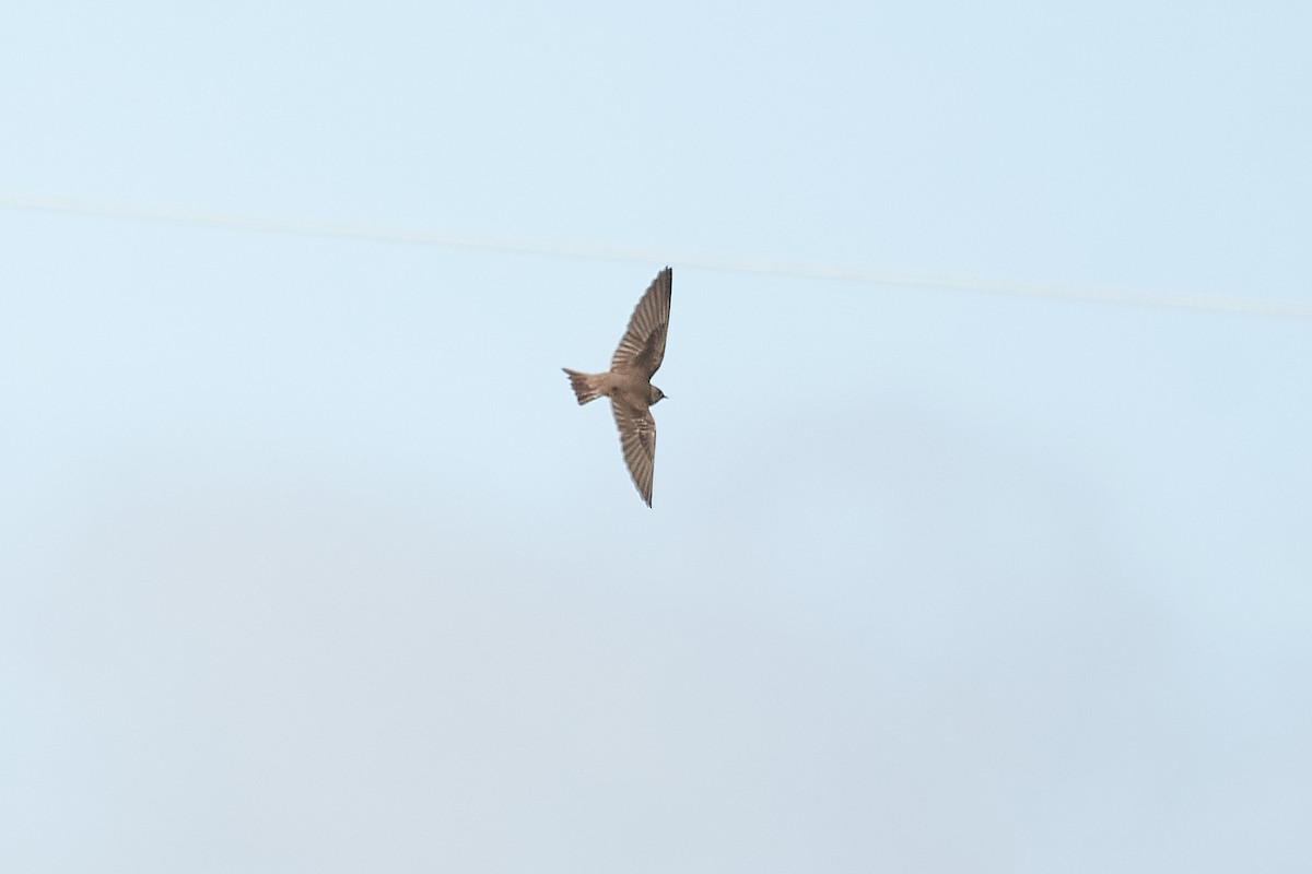 Northern Rough-winged Swallow - Patrice St-Pierre