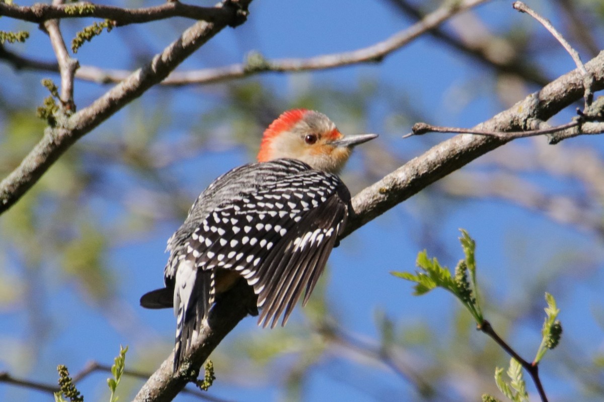 Red-bellied Woodpecker - ML618391686