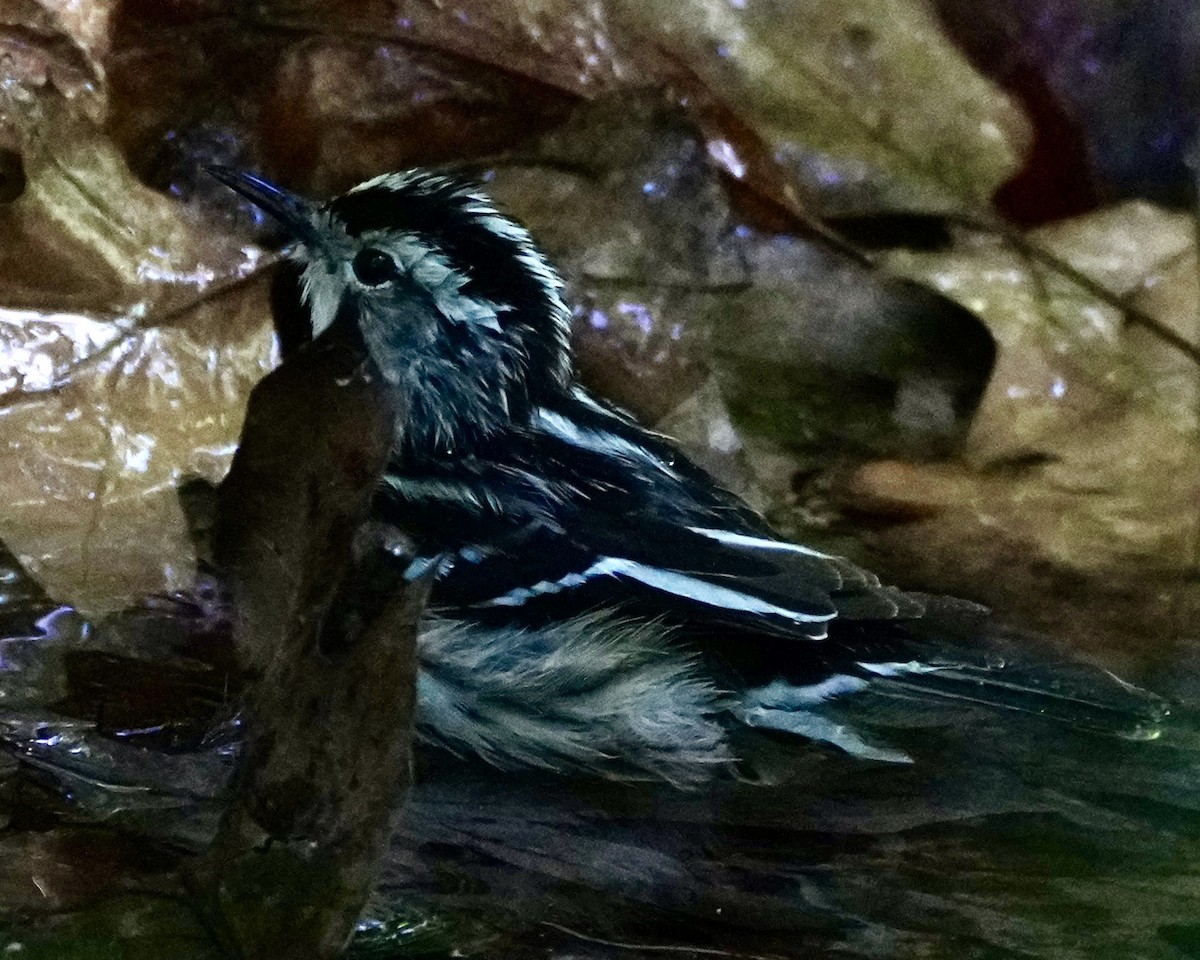 Black-and-white Warbler - ML618391690