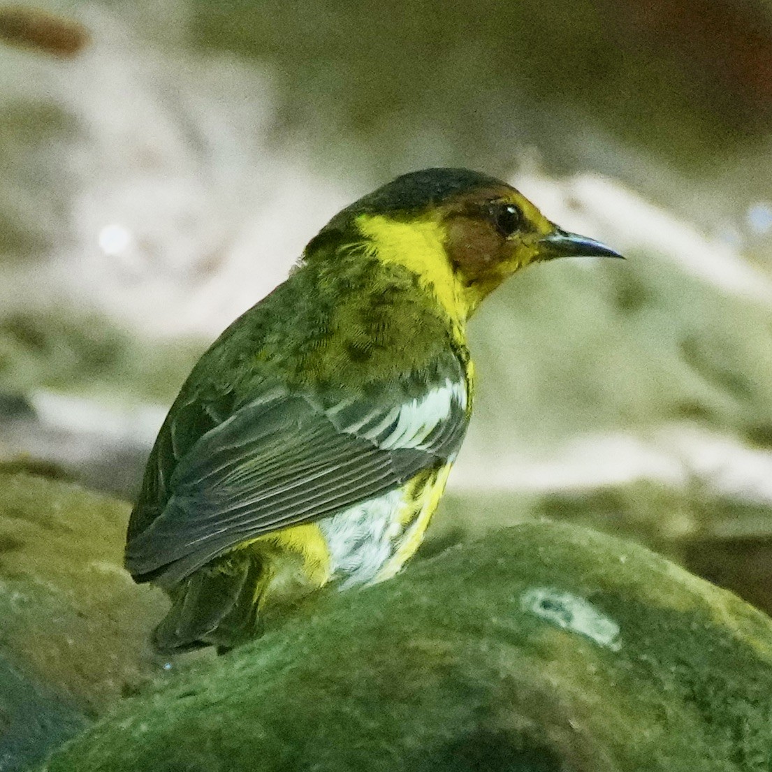 Cape May Warbler - ML618391711