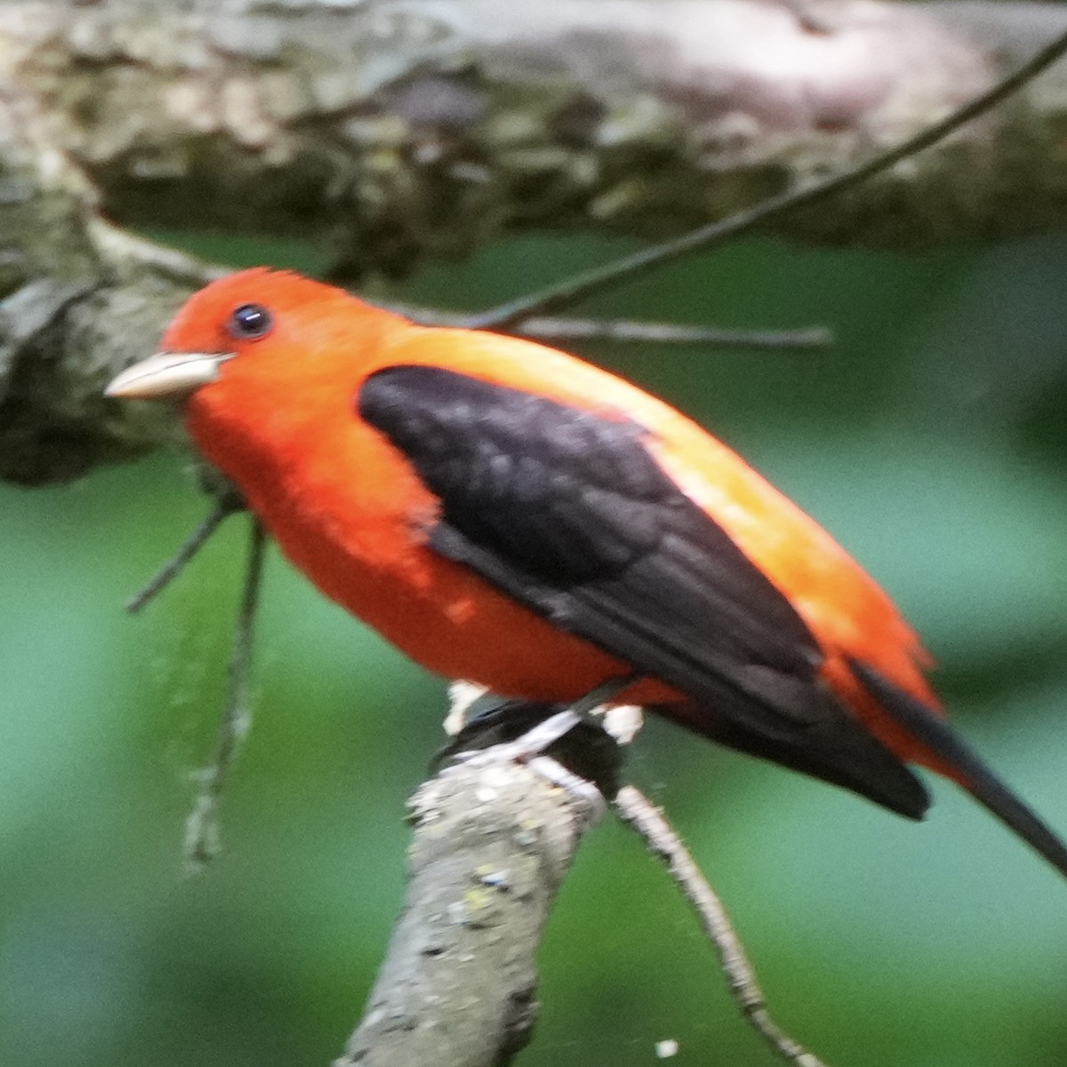 Scarlet Tanager - ML618391723