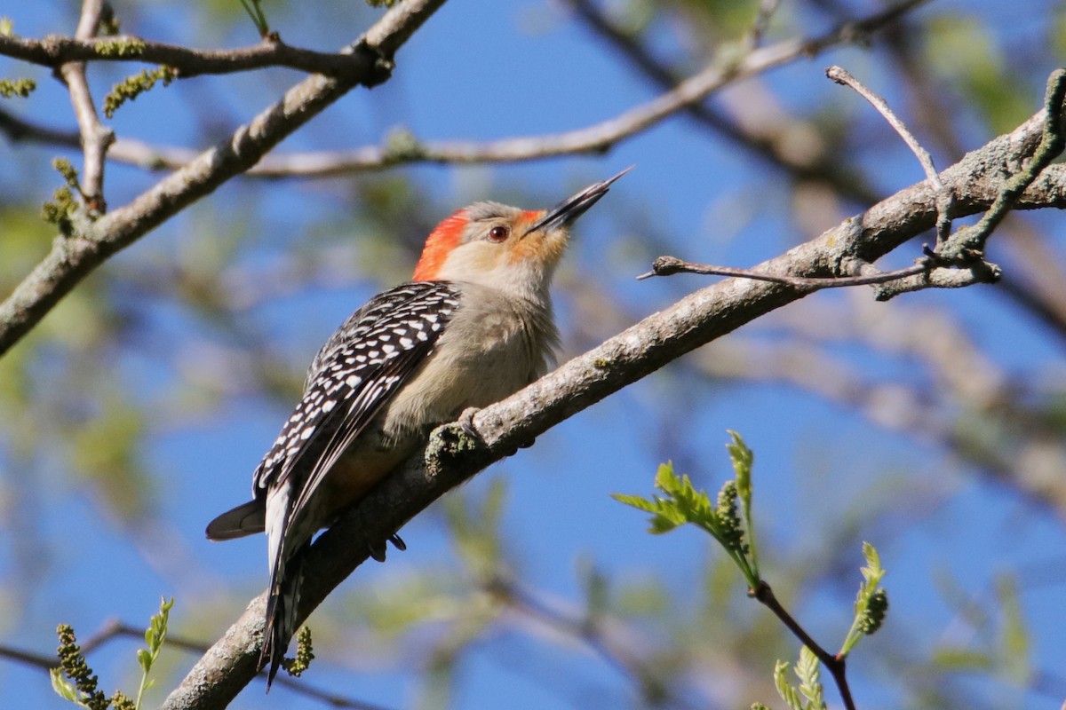 Red-bellied Woodpecker - ML618391724