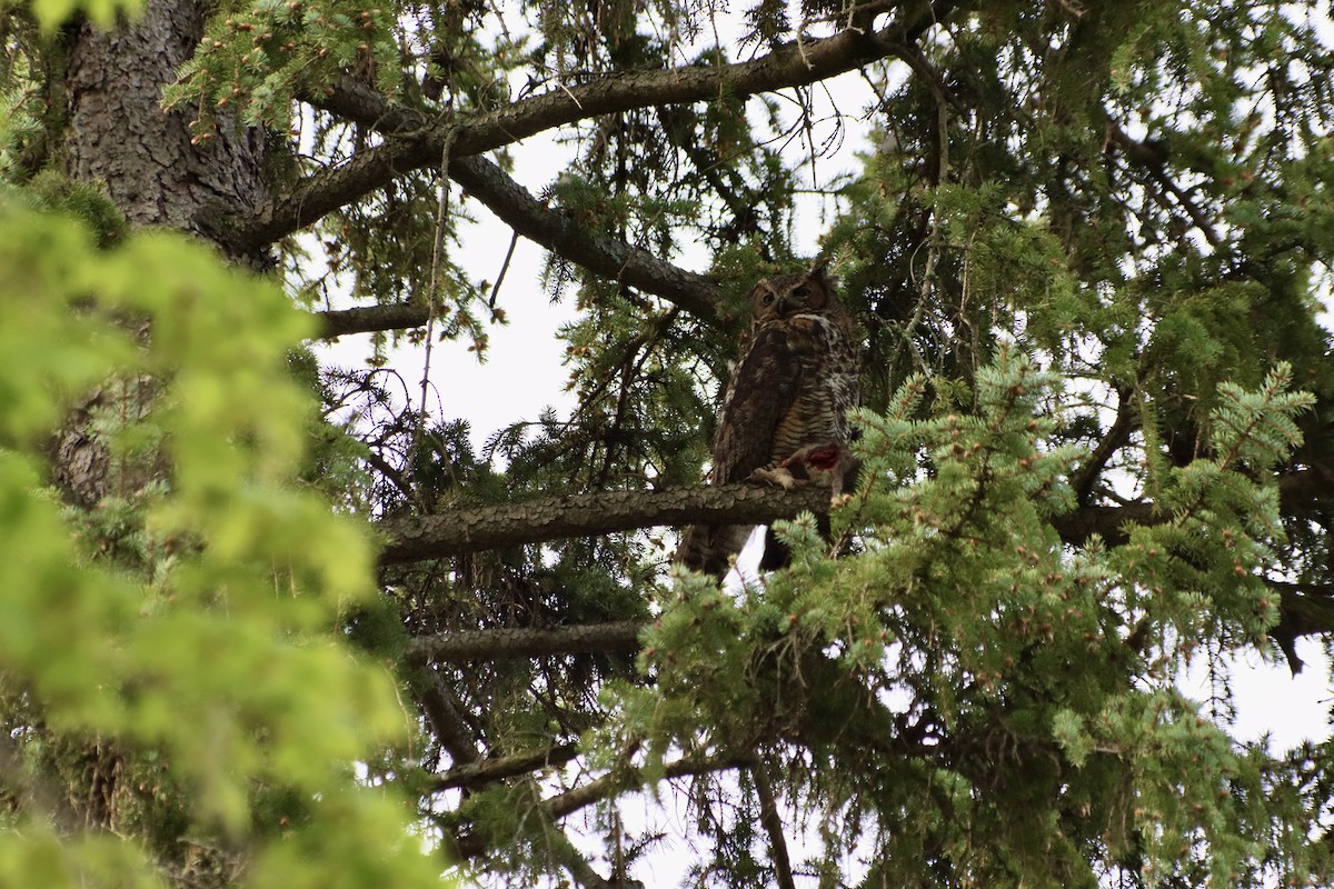 Great Horned Owl - ML618391760