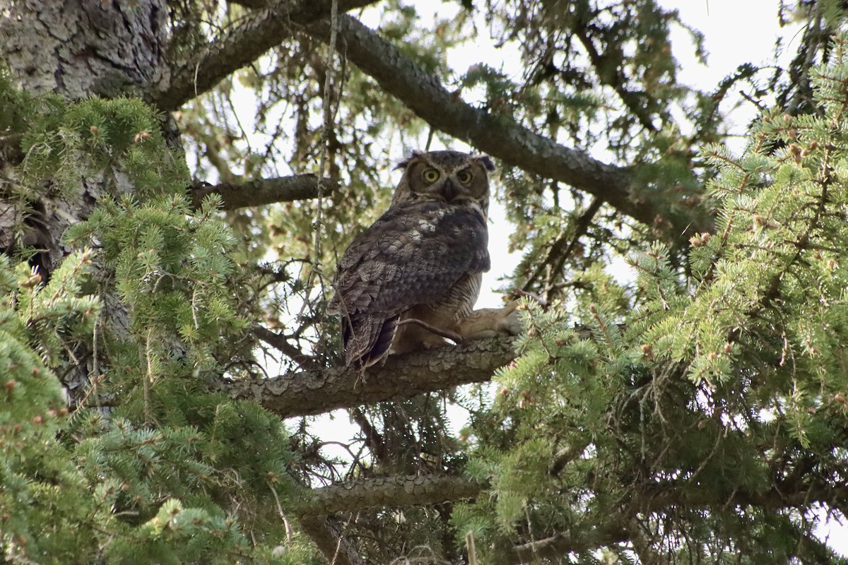 Great Horned Owl - ML618391761